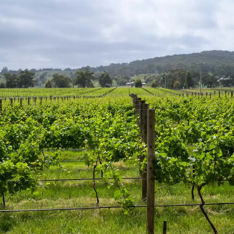 The 50 acres vineyard at Trofeo Estate, one of the most romantic restaurants in Melbourne.