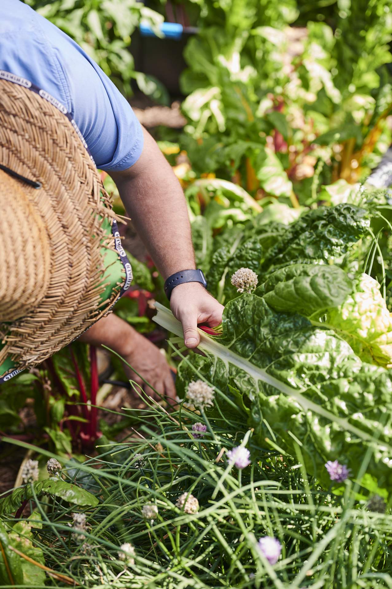 A gardener harvesting leaves in Two Before Ten’s Urban Garden