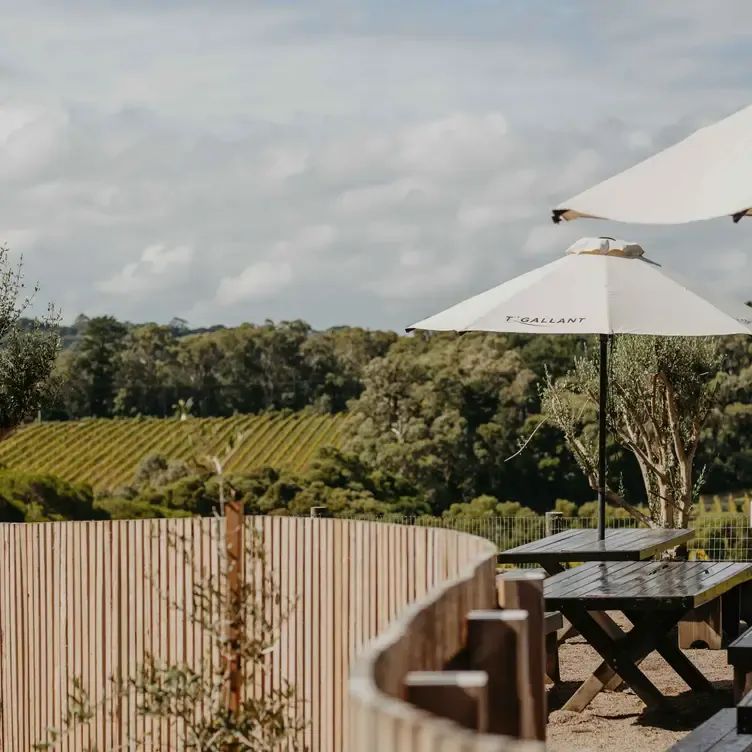 The view of the vineyards from the outdoor tables at T’Gallant Vineyard.