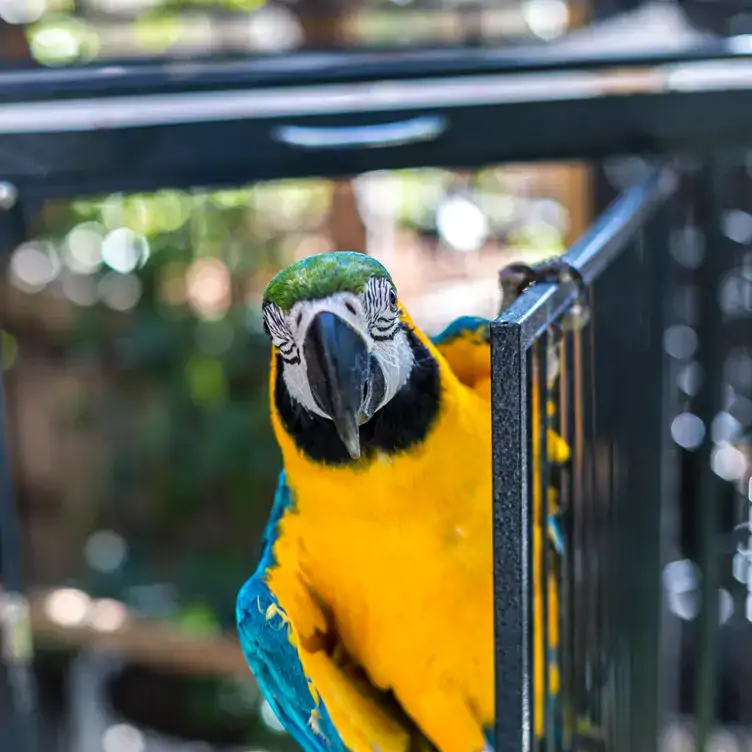 A macaw parrot at The Potting Shed in Sydney